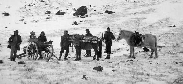 Spenir fluttur í Borgarfirði árið 1956